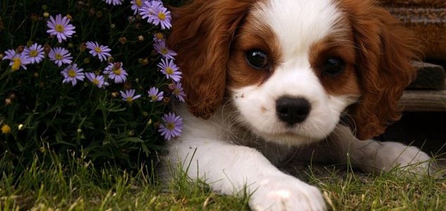 Vědci zavedli program překladače psí kůry