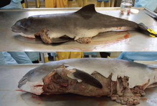 Vědci varovali před nebezpečím pečetí pro delfíny a lidi.