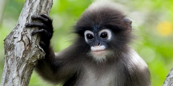 Vědci dokázali dokázat, že opice pocházejí z lidí.