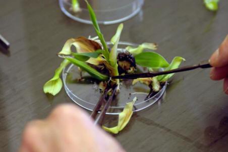 Genetický vědec o nebezpečích GMO