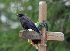 Vědec viděl, co se děje s duší po smrti!