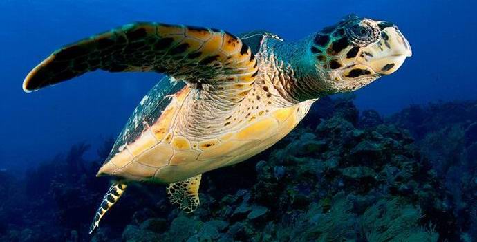 Vědci našli jedinou světelnou želvu na planetě.