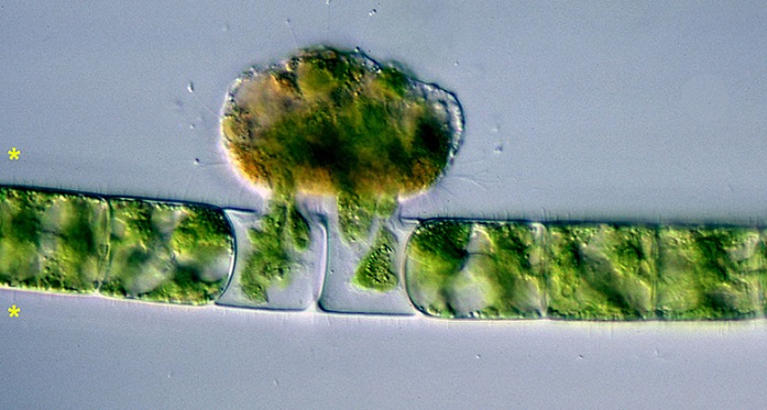 Vědci našli pravěké upíří bakterie