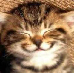 Úžasná fakta, díky nimž se usmíváš.