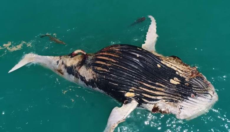 Úžasné jídlo žraloka a krokodýla bylo natočeno dronem
