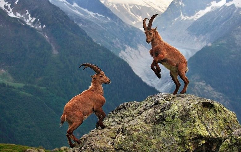 Inteligentní a úžasně schopná zvířata