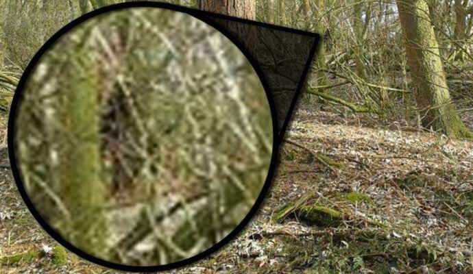 Bigfoot se potuluje v americkém lese