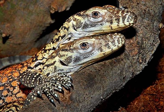 V americké zoo se ještěrka ženského monitoru porodila.