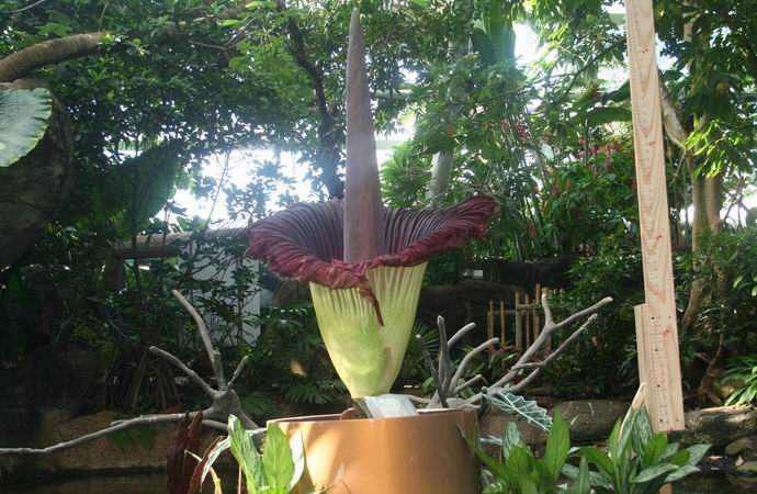 Obří květina s páchnoucími květy kvetla v Americe.