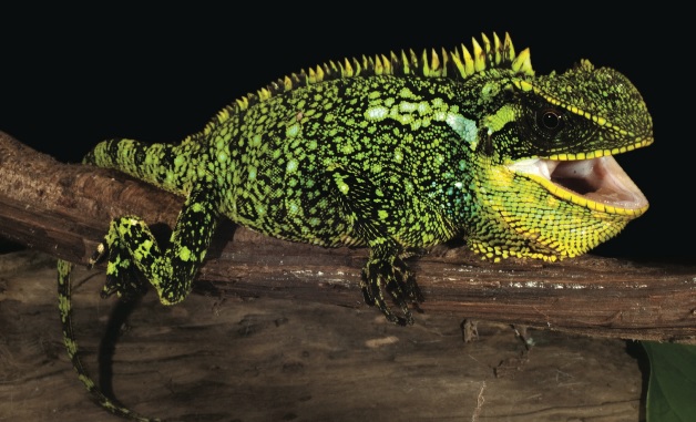 3 podivné druhy ještěrek nalezených v Andách