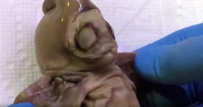 V Arizoně našel mrtvolu tvora neznámého vědě.