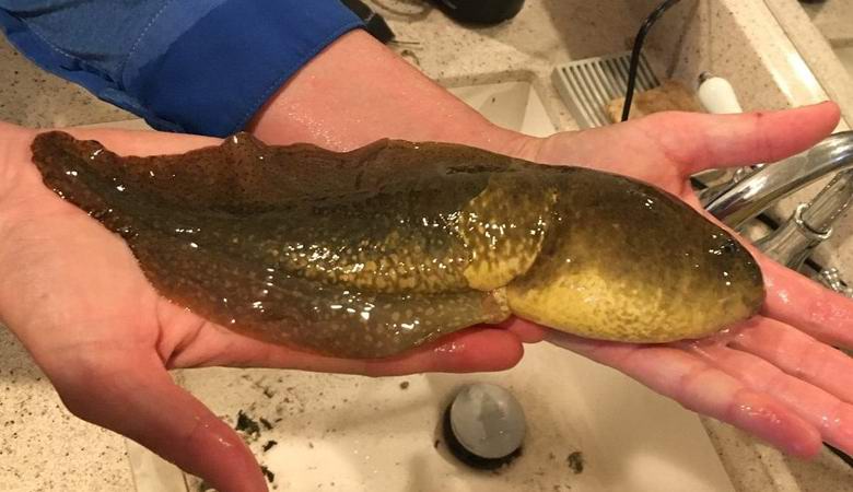 Arizona chytila ​​kolosální pulec