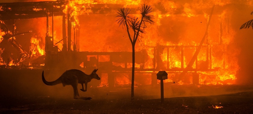 V Austrálii zmizel druh zvířete kvůli požáru