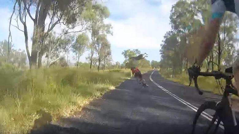 V Austrálii klokan svrhl cyklistu.