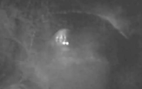 V Austrálii byl Bigfoot lákán jablky a natáčel na videu.