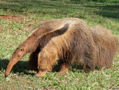 V Brazílii zabili obří mravenečníci dva lovce