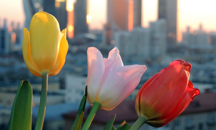 8. března - zajímavá fakta o ženách!