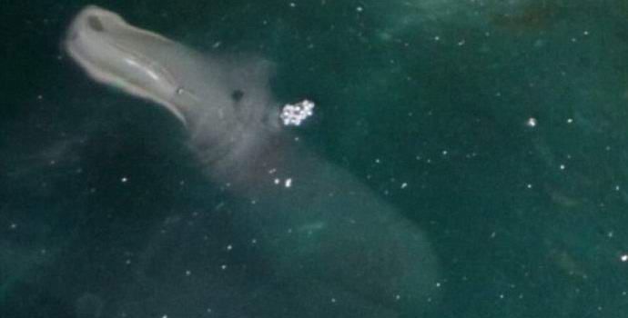 V Řecku byl zastřelen úžasný mořský živočich