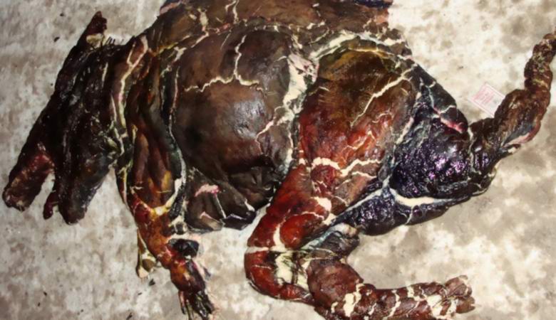 V Goose-Crystal objevil zbytky strašidelného tvora.