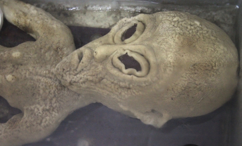 Video s mimozemšťanem přilepeným na plotě uniklo na internet