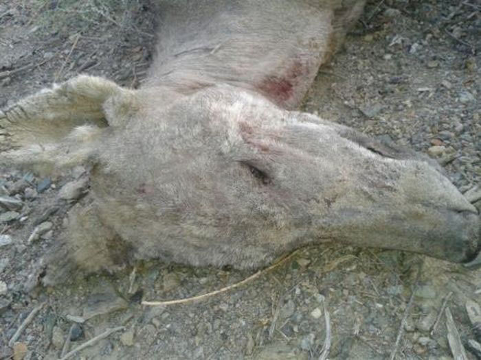 Podařilo se vám zabít Chupacabra v Kyrgyzstánu?