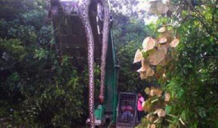 Obrovský had nalezený v Číně