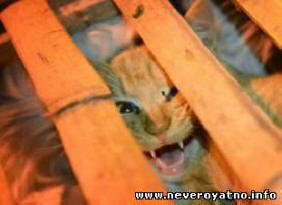 V Číně zachránil stovky koček před jídlem