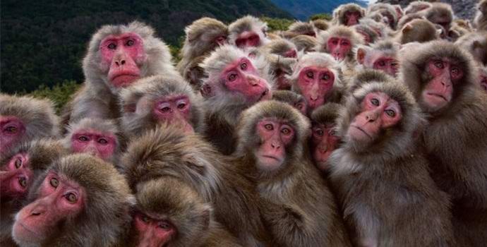 V čínské armádě začaly sloužit opice