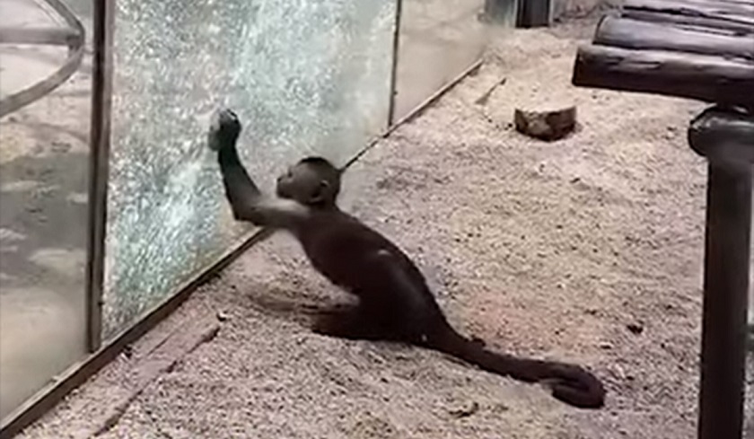 V čínské zoo inteligentní opice nabroušila kámen a rozbila s ní sklenici voliéry.