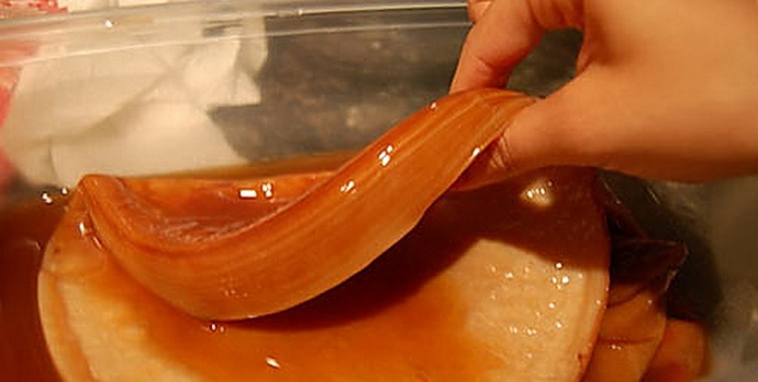 Kombucha poslán do vesmíru