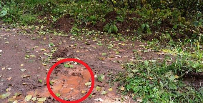 V lesním pásu Bratska byla nalezena stopa bigfoota