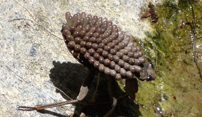 Na světě se objevil nový hmyz zabiják.