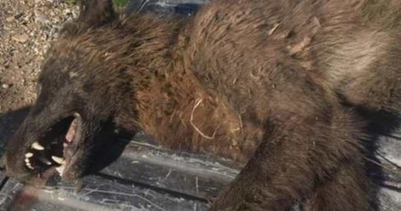 V Montaně zastřelil vlčí zvíře.