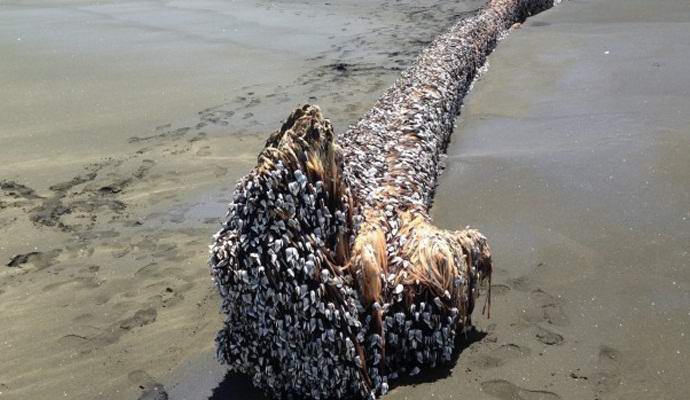 Beztvaré monstrum na Novém Zélandu