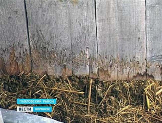 V Pavlovsku se chupacabra znovu vydal na lov
