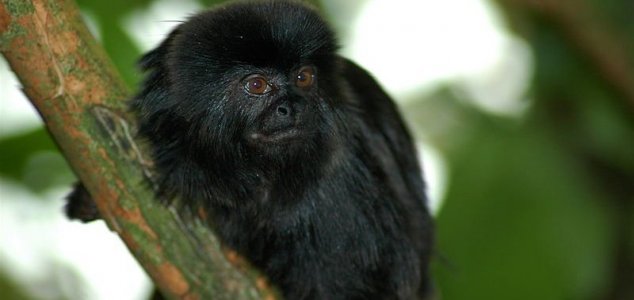V Peru byl objeven nový druh opice