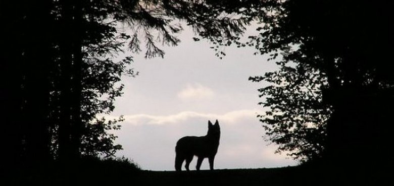 V přístavním městě v Karáčí v Pákistánu se objeví tajemné stvoření.