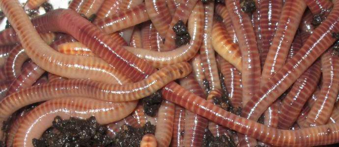 V Rusku navrhli výrobu mouky z červů.