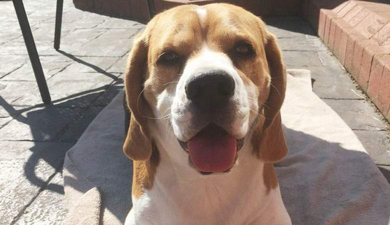 Nalezen v uchu psa ... tvář Donalda Trumpa