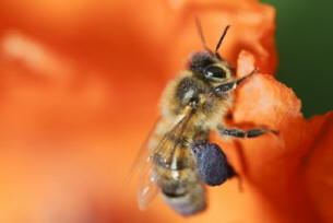 V USA způsobil postřik stromů obrovský mor včel.
