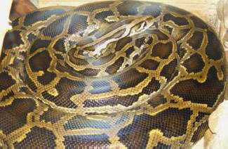 Ve Spojených státech byl python povolen na pizzu.