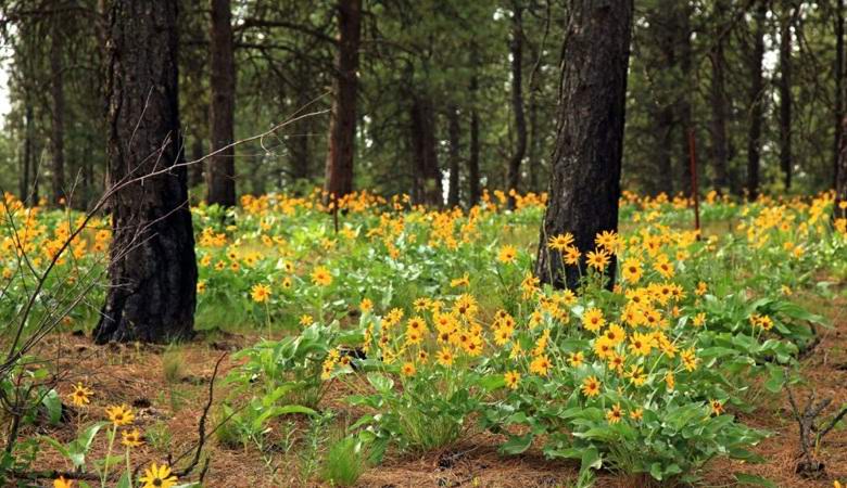 USA plánují oplodnit Zemi lidskými pozůstatky