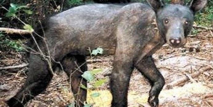 Chupacabra se znovu objevil ve Stavropolu