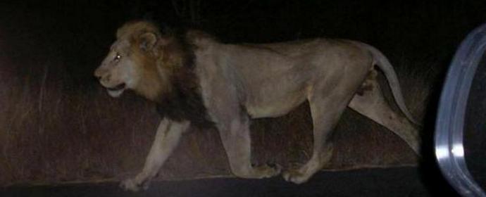 V Tbilisi chodí po ulicích lvi a krokodíli.