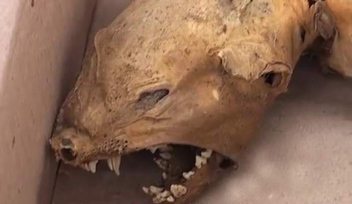 Na Ukrajině, našel chupacabra