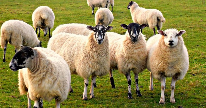 Na Ukrajině neznámý predátor útočí na ovce