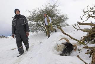 Ve Velké Británii zabilo špatné počasí tisíce zvířat. Video