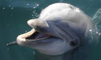 Vlastní jména nalezená v delfínovém jazyce