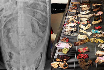 Veterináři dostali ze žaludku psa 43 ponožek