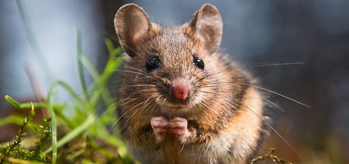 Slyšel jsi, že myši zpívají?